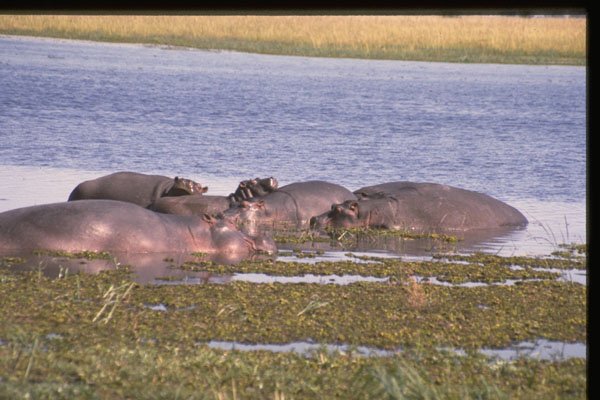 271053 Hippos A4 Photo Print
