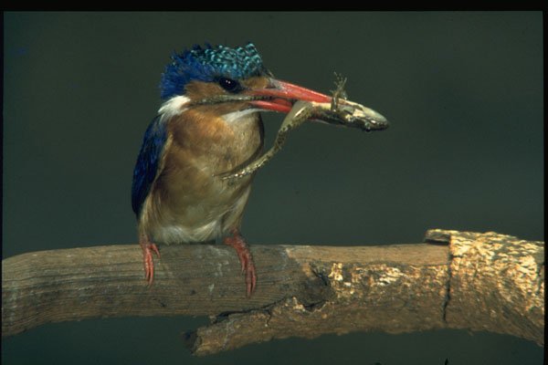 271054 Malachite Kingfisher A4 Photo Print