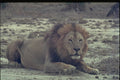 271055 African Lion A4 Photo Print