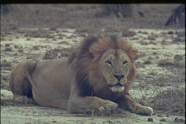 271055 African Lion A4 Photo Print