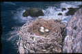 271056 White breasted Cormorant Nest A4 Photo Print