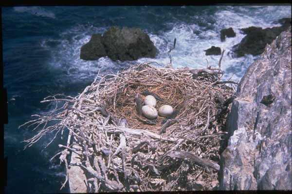 271056 White breasted Cormorant Nest A4 Photo Print