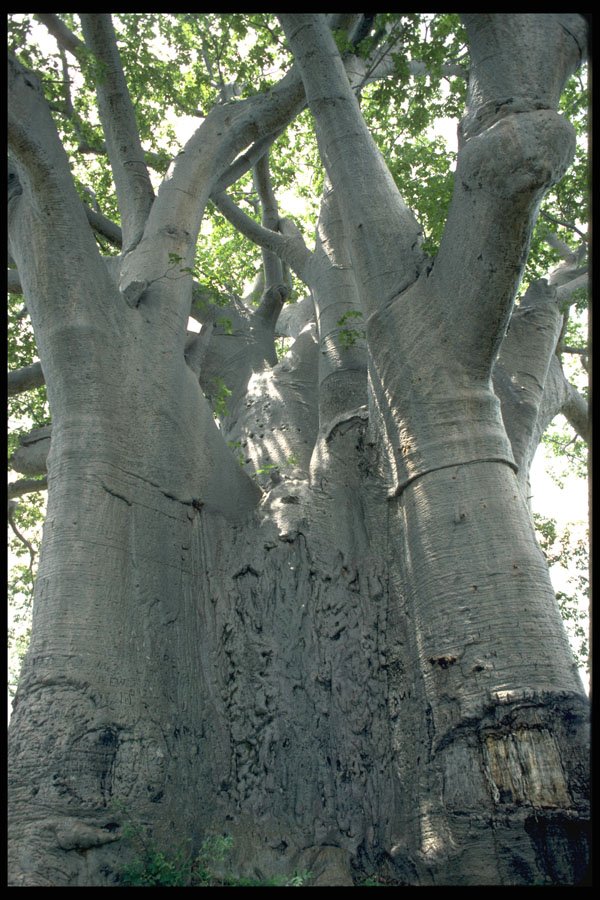 271061 Strange Tree Formation A4 Photo Print