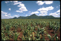 271071 Sorghum Growing, Near Masvingo, Zimbabwe A4 Photo Print