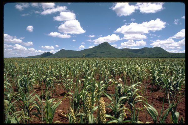 271071 Sorghum Growing, Near Masvingo, Zimbabwe A4 Photo Print