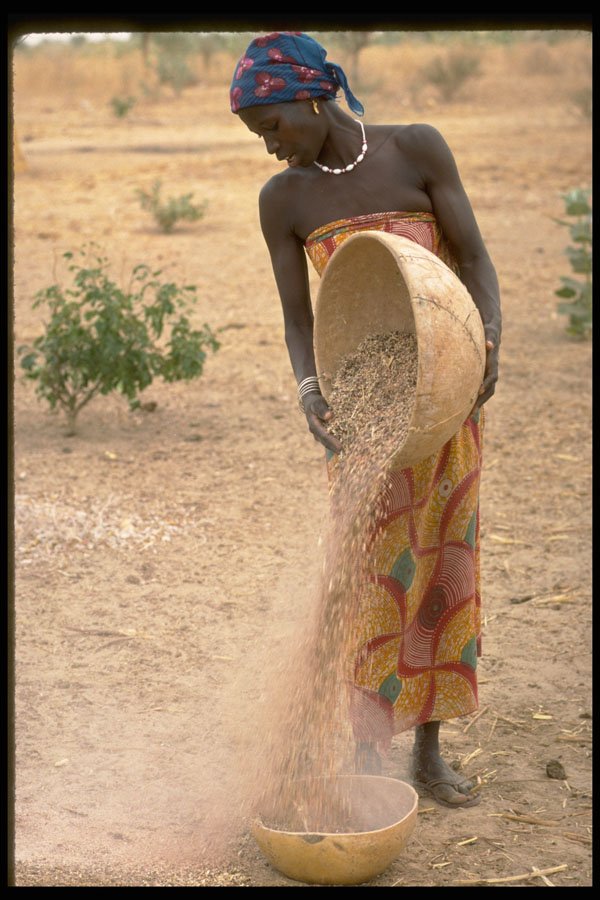 271080 Cleaning Grain, Gumel, Northern Nigeria A4 Photo Print