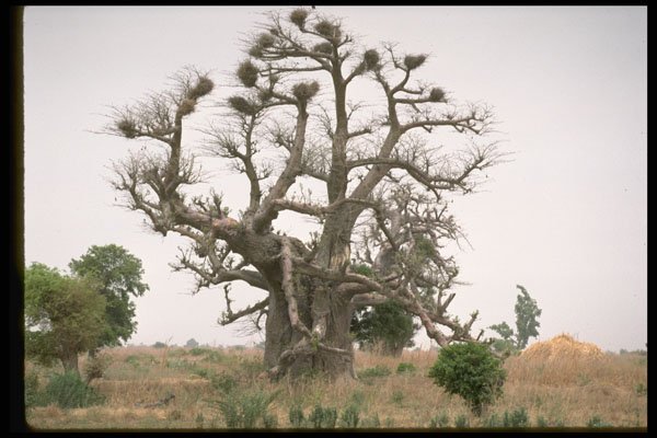 271081 Baobob Tree, Gumel, Northern Nigeria A4 Photo Print
