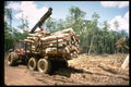 271089 Pulp Logging Of The 'Gmelina Arborea' Tree Near Calabar A4 Photo Print