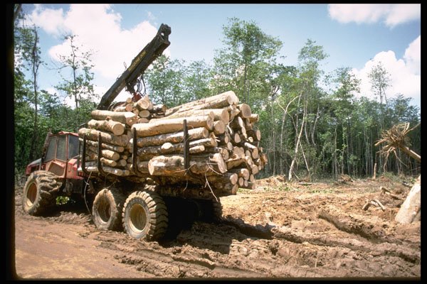 271089 Pulp Logging Of The 'Gmelina Arborea' Tree Near Calabar A4 Photo Print