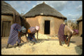 271098 Preparing Grain A4 Photo Print