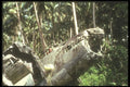 272051 World War II Plane A4 Photo Print