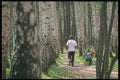 274005 Forest A4 Photo Print
