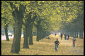 274030 Park A4 Photo Print
