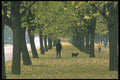 274031 Park A4 Photo Print
