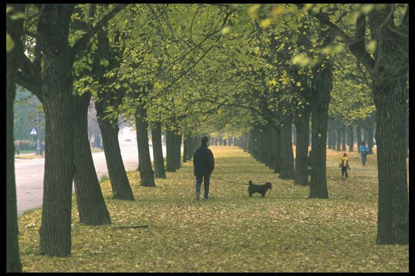 274031 Park A4 Photo Print