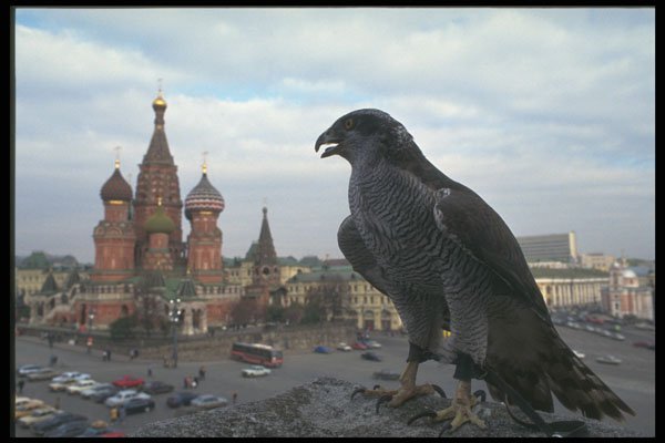 274053 Kremlin Falcons A4 Photo Print