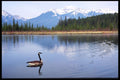 276011 Banff National Park, Canada Goose, Vermilion Lakes A4 Photo Print