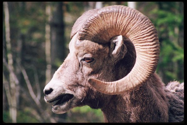 276018 Banff National Park, Rocky Mountain Big Horn Sheep A4 Photo Print