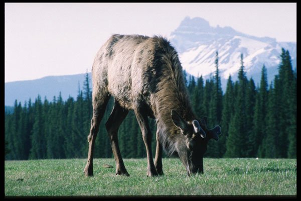 276023 Banff National Park, Elk A4 Photo Print