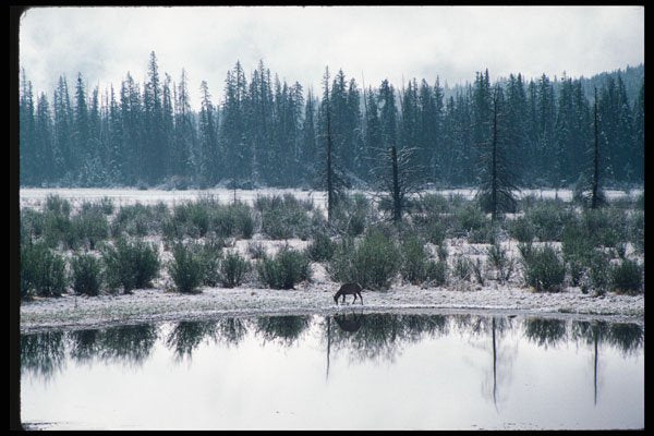 276044 Banff National Park, Elk At Vermilion Lakes A4 Photo Print