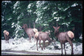 276046 Banff National Park, Elk A4 Photo Print