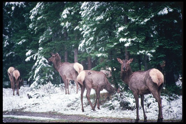 276046 Banff National Park, Elk A4 Photo Print
