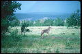 276052 Banff National Park, Coyote A4 Photo Print