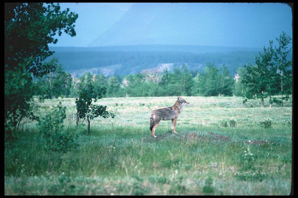 276052 Banff National Park, Coyote A4 Photo Print