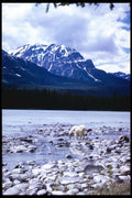 276054 Jasper National Park, Rocky Mountain Goat A4 Photo Print