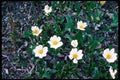 276057 Jasper National Park, Wild Flowers A4 Photo Print