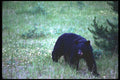 276058 Jasper National Park, Black Bear A4 Photo Print