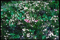 276064 Jasper National Park, Bell Heather A4 Photo Print