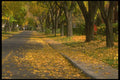 277054 Street In Autumn A4 Photo Print