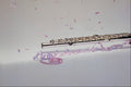 278002 Flute A4 Photo Print
