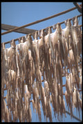 279002 Sun Dried Squid A4 Photo Print