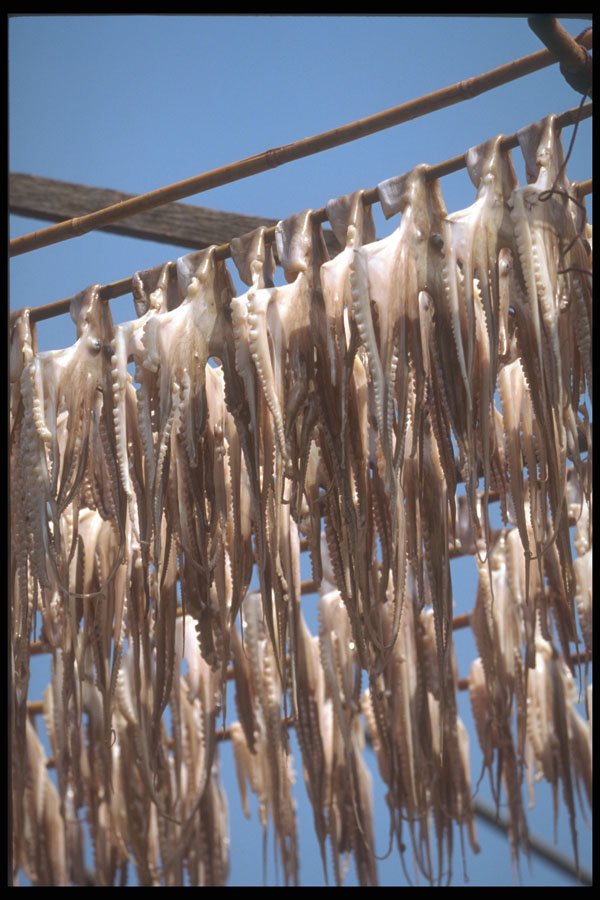 279002 Sun Dried Squid A4 Photo Print