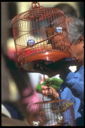 279011 Bird Market A4 Photo Print