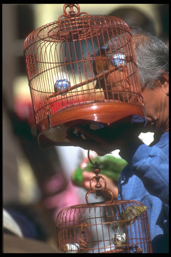 279011 Bird Market A4 Photo Print