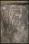 279012 Fresh Grasshoppers, Bird Market A4 Photo Print