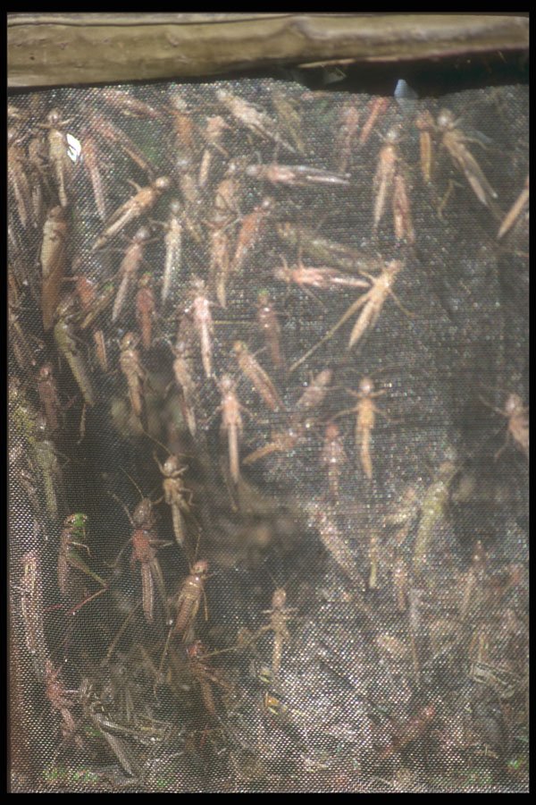 279012 Fresh Grasshoppers, Bird Market A4 Photo Print