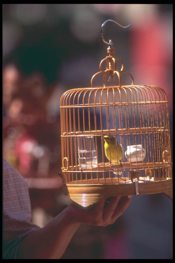 279025 Bird And Cage For Sale A4 Photo Print
