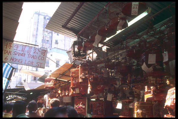 279049 Bird Market, Kowloon A4 Photo Print