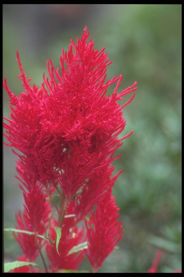 279070 Fuchsia Celosia A4 Photo Print