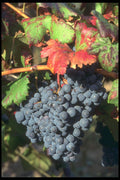 281082 Black Grapes On The Vine, Chateauneuf du Papes A4 Photo Print