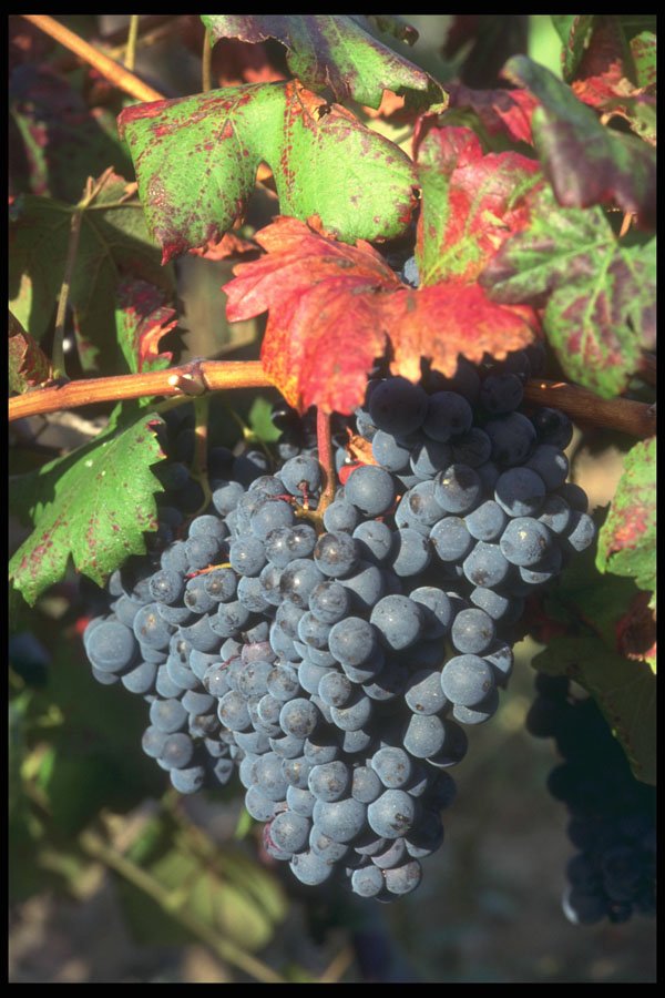 281082 Black Grapes On The Vine, Chateauneuf du Papes A4 Photo Print