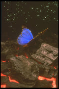 283037 Butterfly On Rocks A4 Photo Print