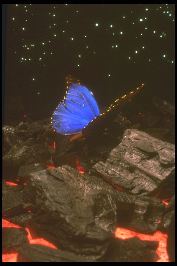 283037 Butterfly On Rocks A4 Photo Print