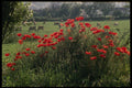 286022 Country Scene A4 Photo Print