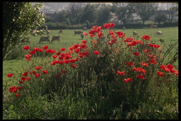 286022 Country Scene A4 Photo Print