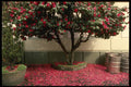 286023 Tree In The Town Of St. Helier A4 Photo Print